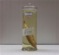 藏品(冬瓜鰺)的圖片